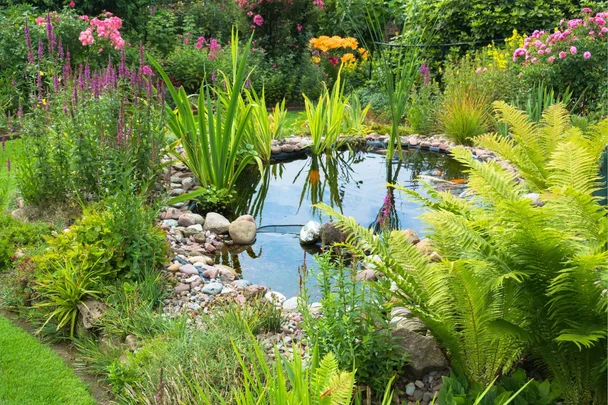 water-plants