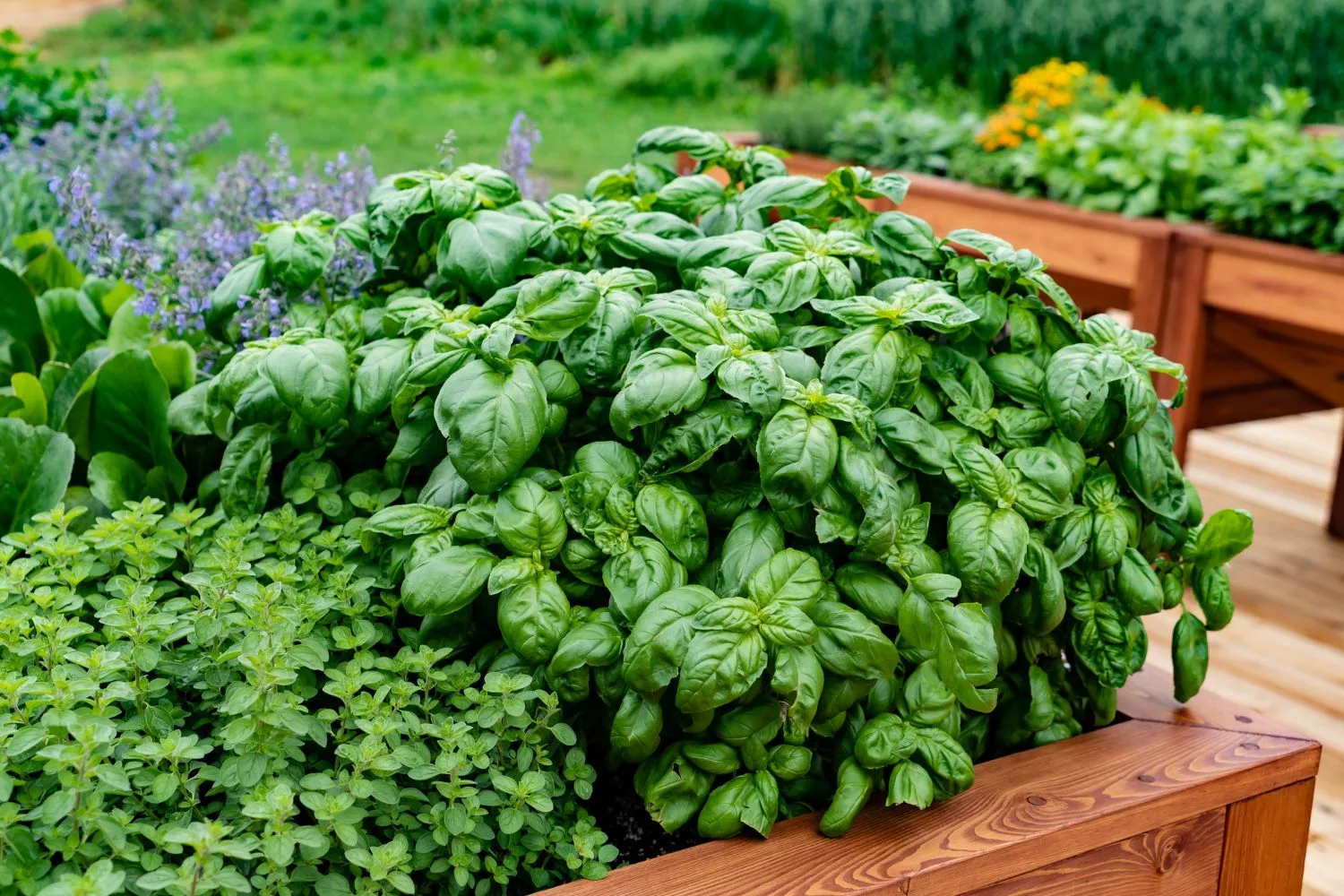 types-of-basil