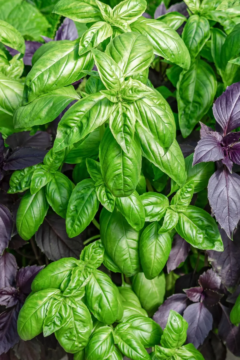 basil-varieties