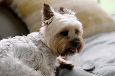 Dr Harry helps an older dog with anxiety