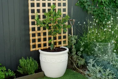 How to espalier fruit trees