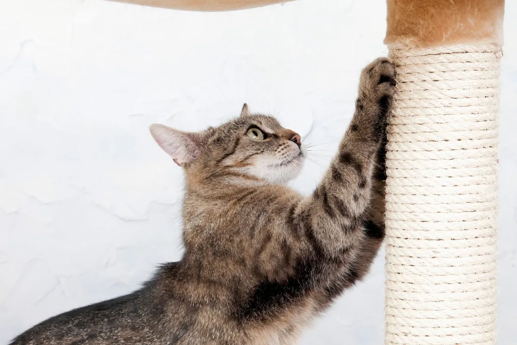 cat-pet-hacks