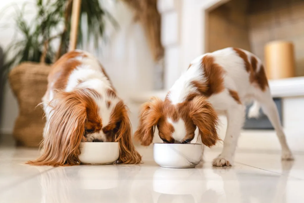 dog-pet-hacks