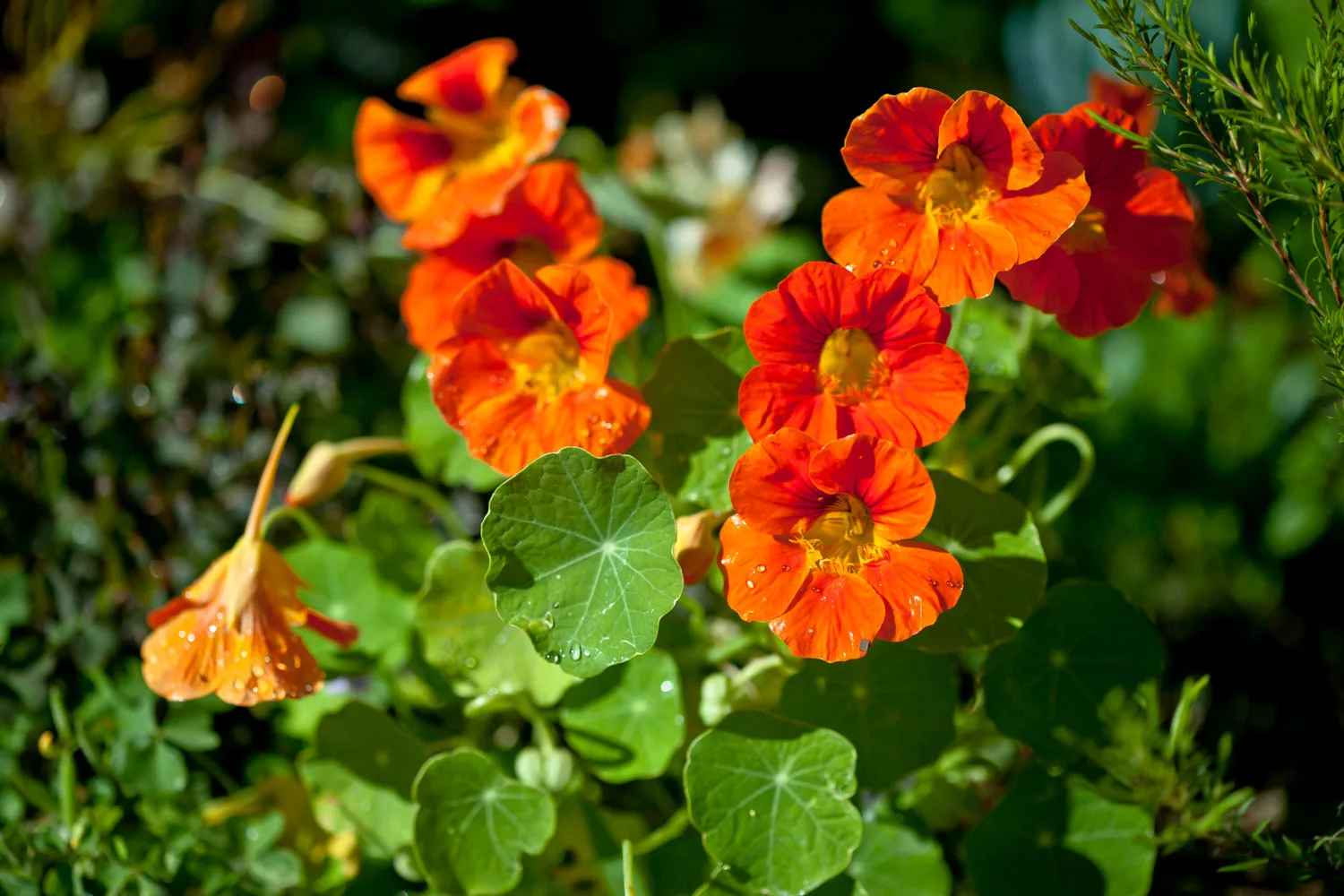 nasturtium
