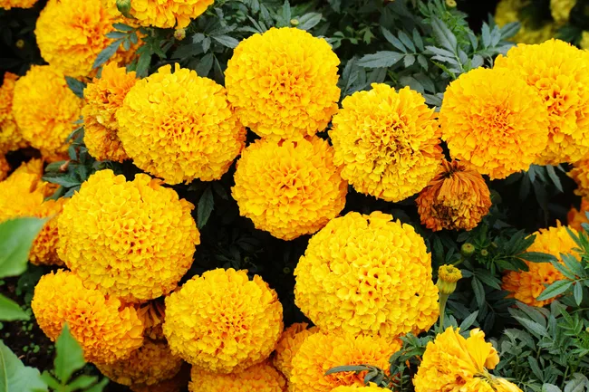 marigolds