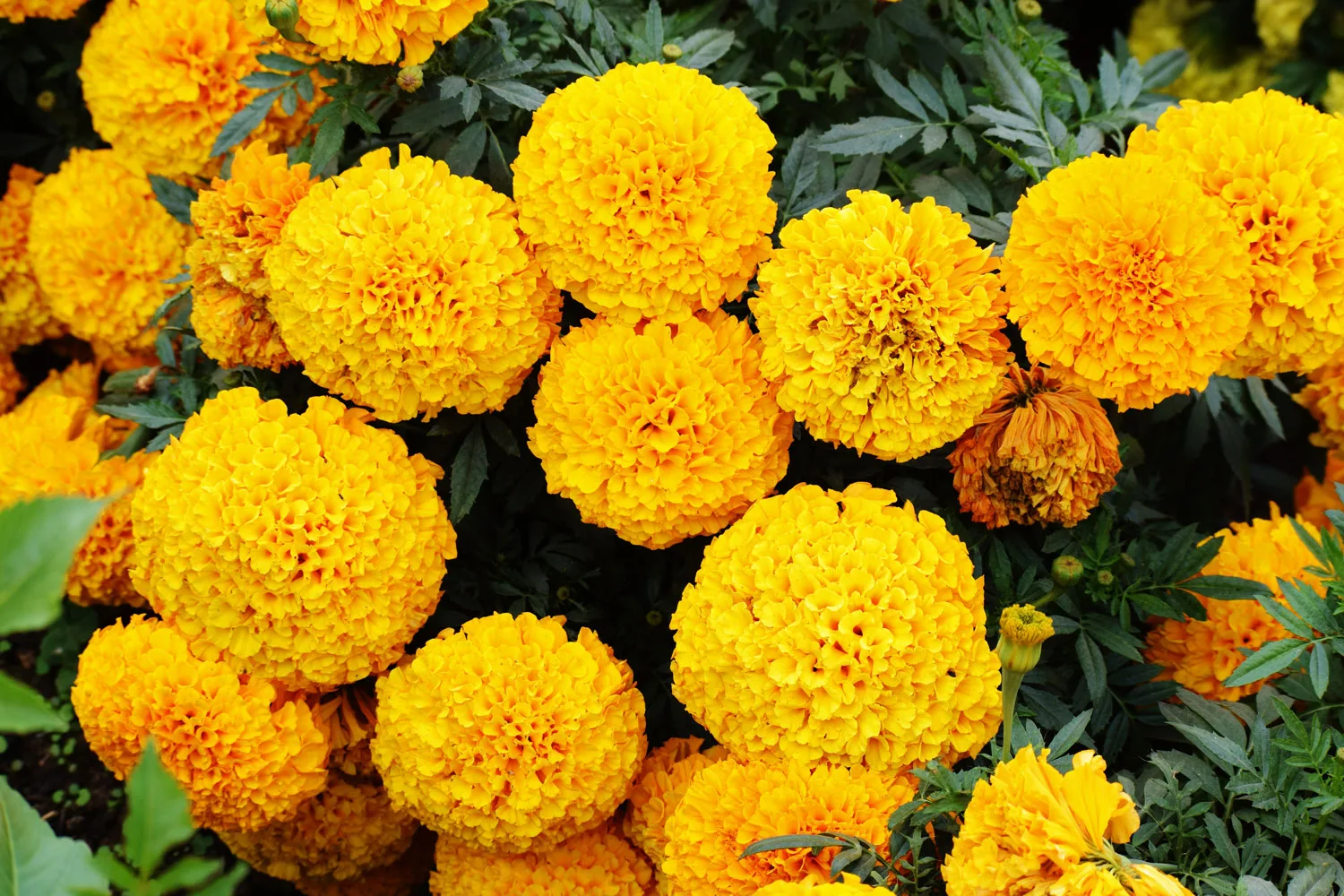 marigolds