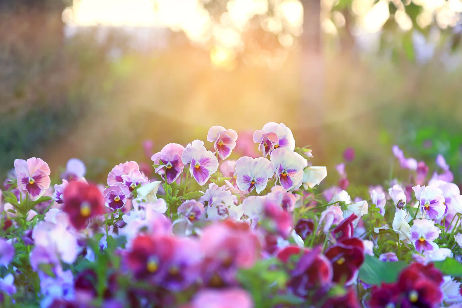 pansy