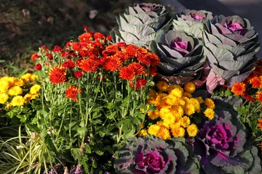 Plant these flowers with your vegies and reap the benefits