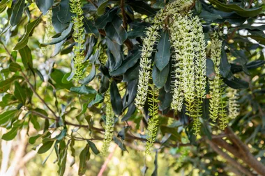 How to grow a macadamia tree