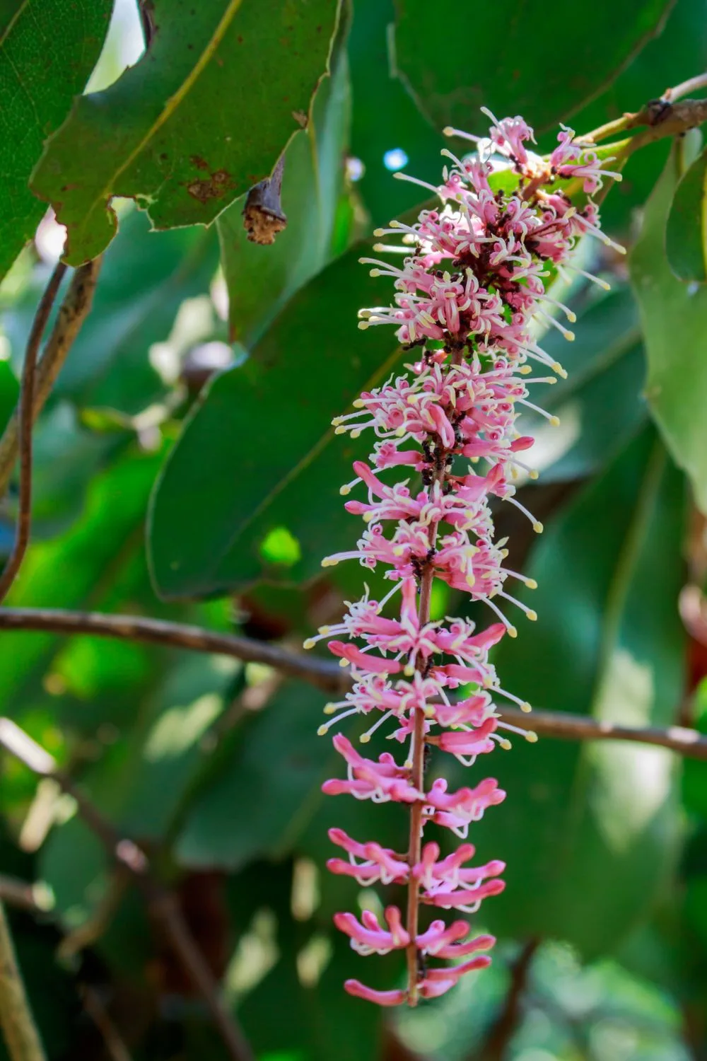 macadamia-flower