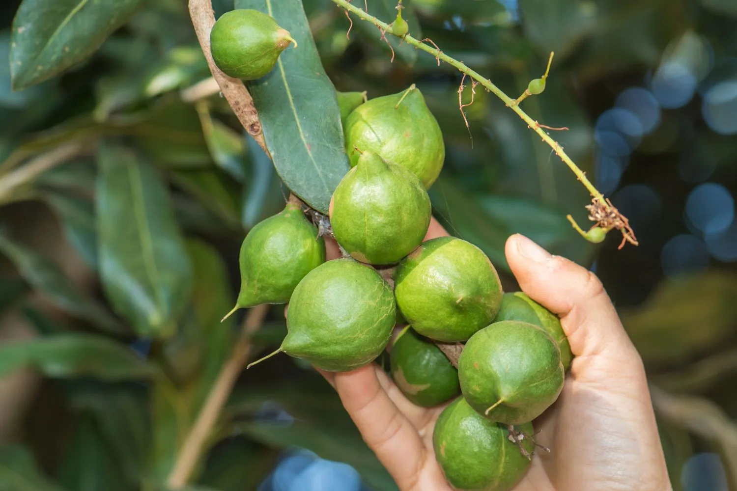 macadamia-nut