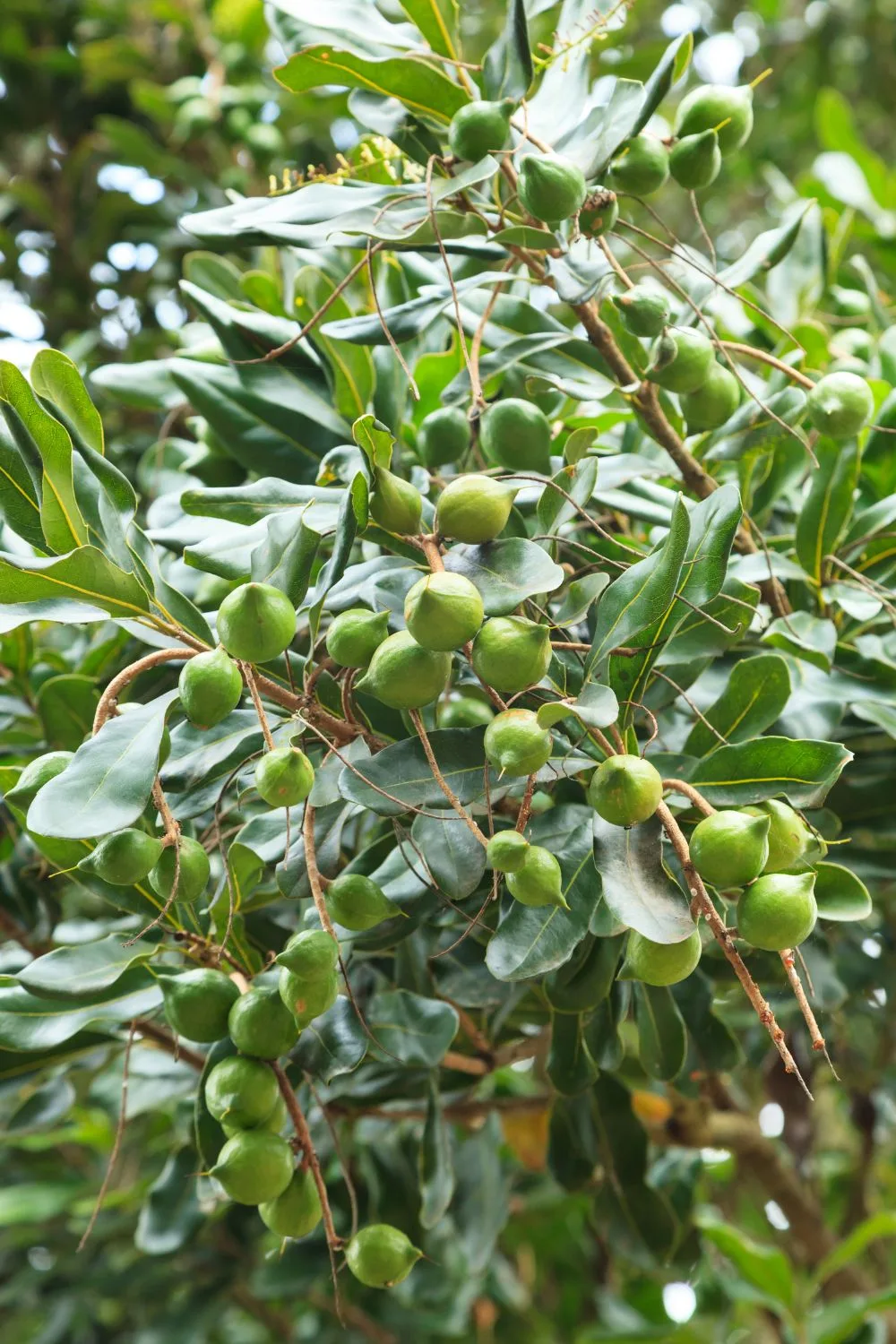 macadamia-plant