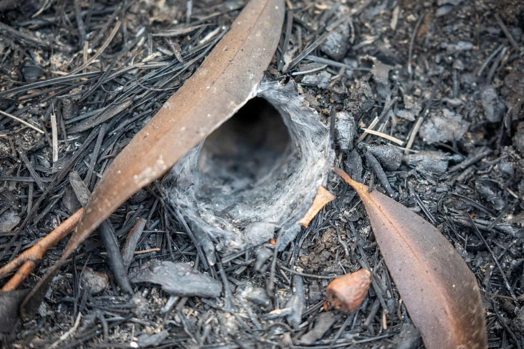 funnel-web spider burrow