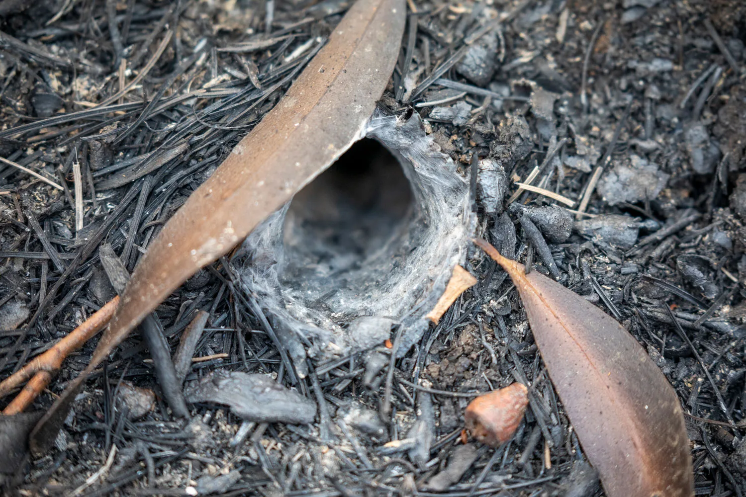 funnel-web spider burrow