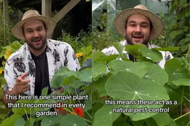 This surprising method will keep annoying pests out of your vegie garden