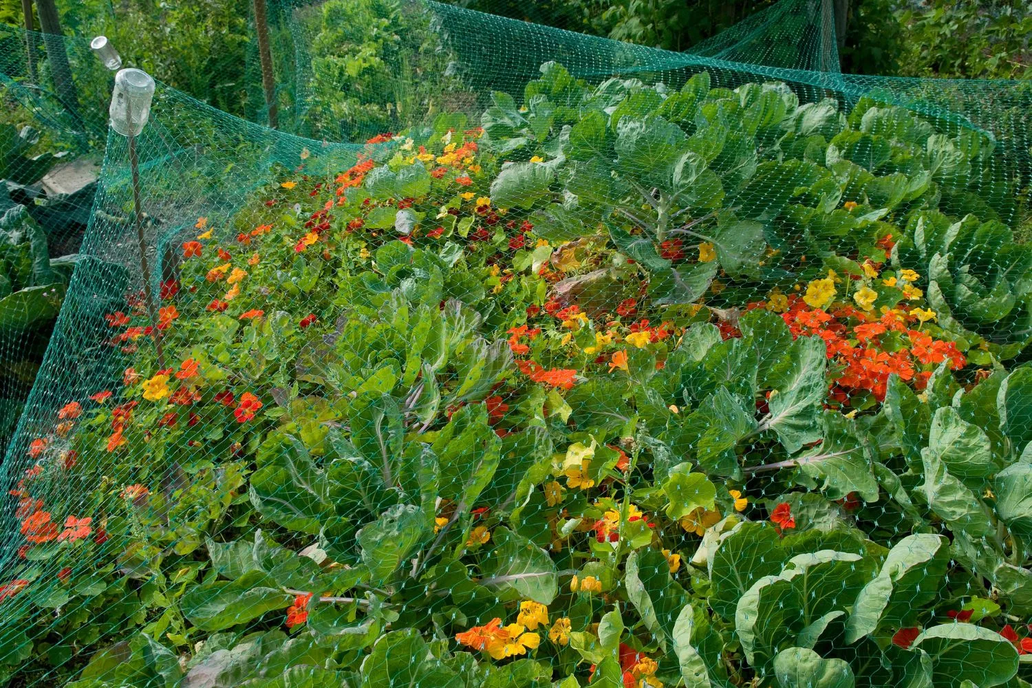 nasturtium-garden-bed