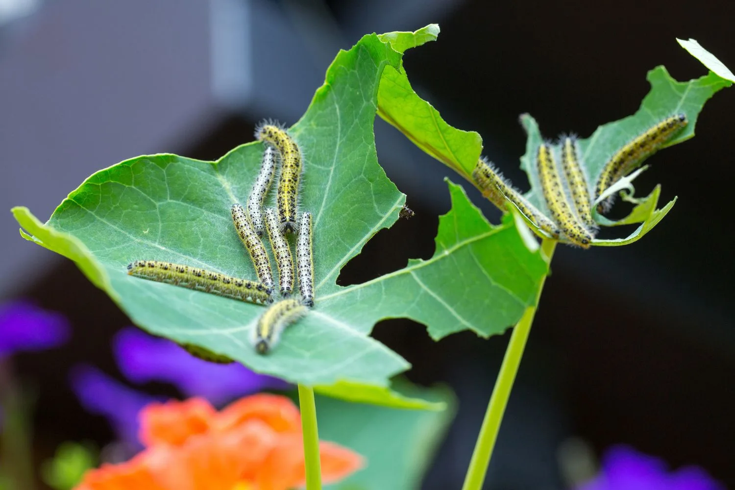 nasturtium-pest-trap-crop