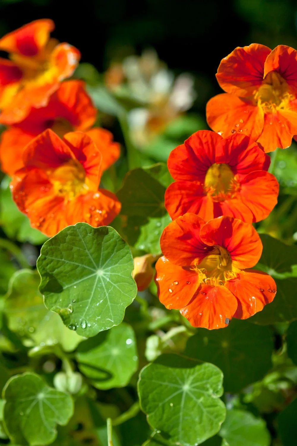 nasturtium-flower