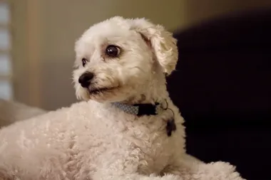 Dr Harry helps a dog who’s scared of his water bowl