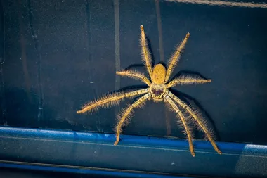 Getting a huntsman spider out of your car: the most common hiding spot