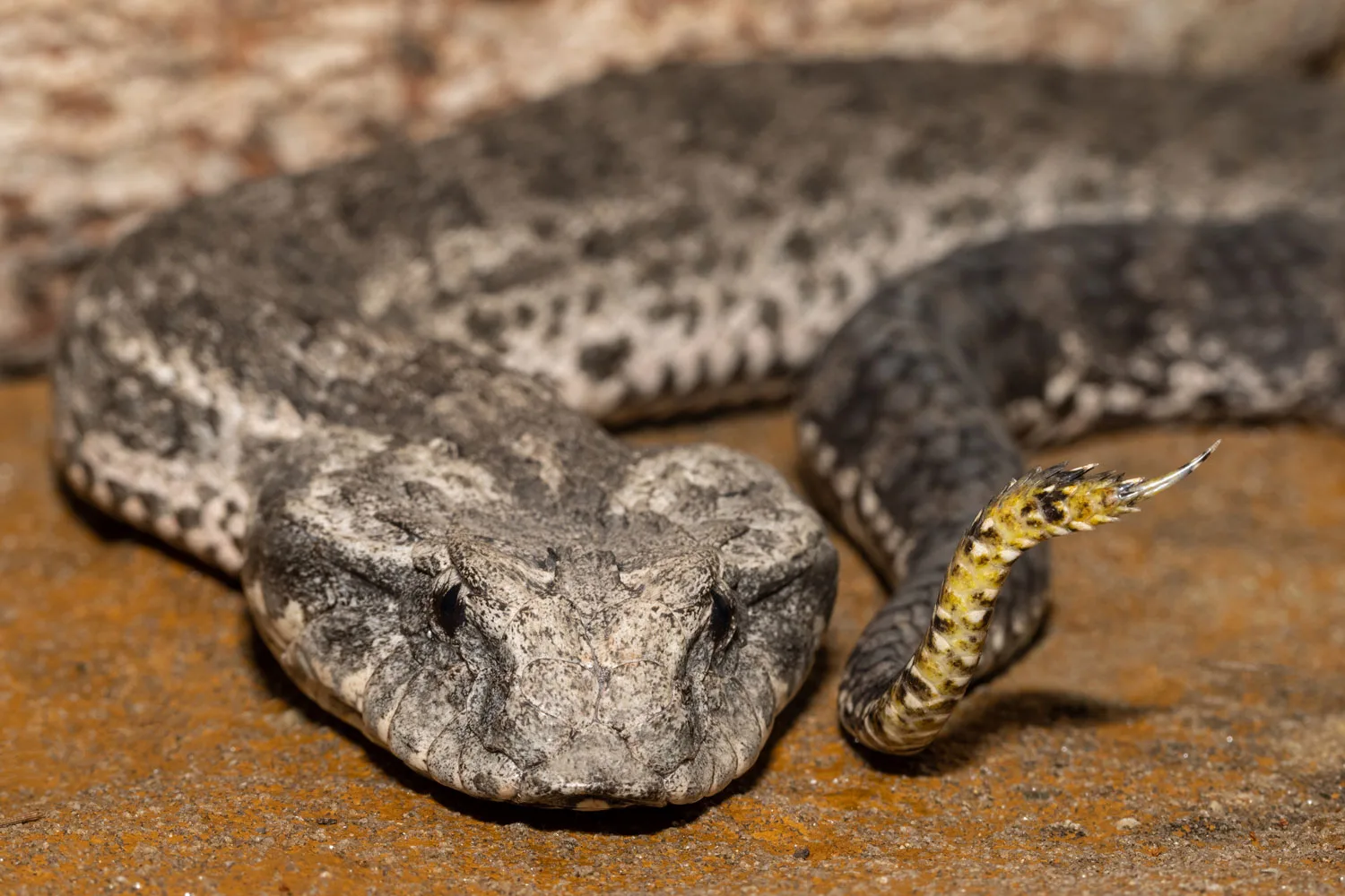 common death adder with coloured yellow tail