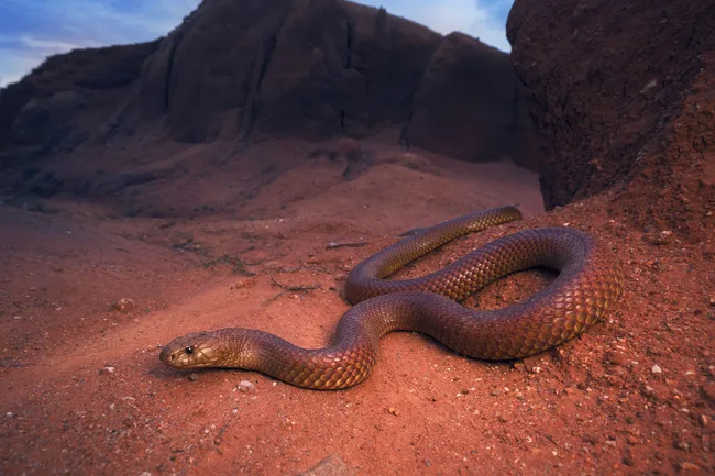 king brown snake