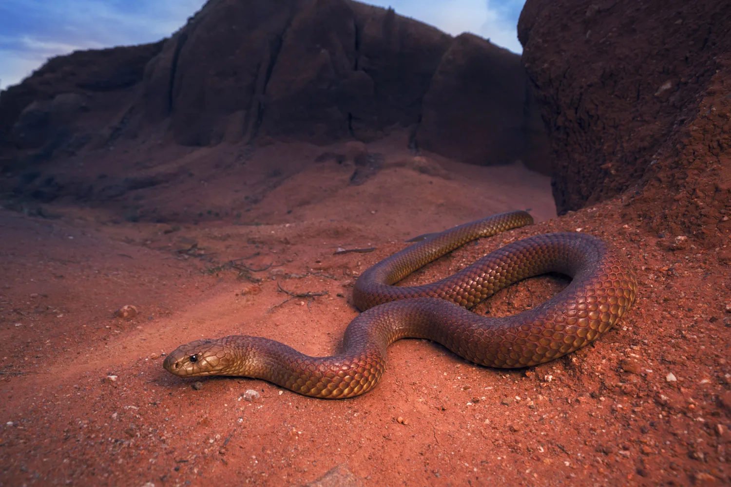 king brown snake