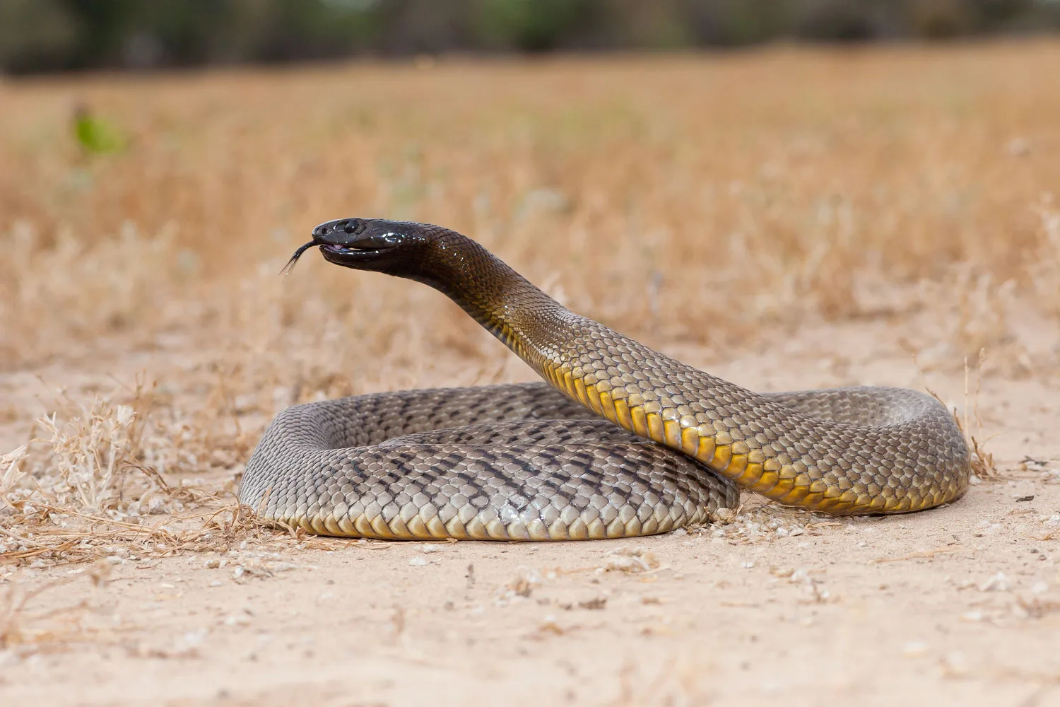 taipan snakew ith black head