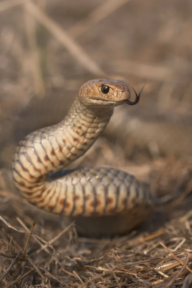 Eastern brown snake one of the most venomous snakes
