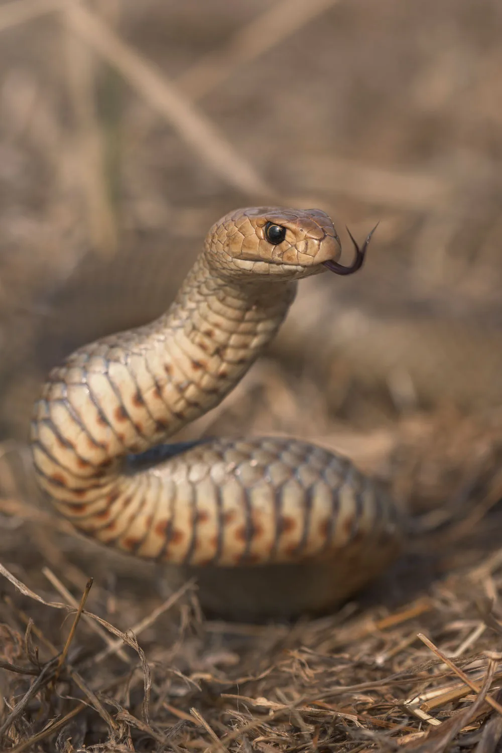 Eastern brown snake one of the most venomous snakes