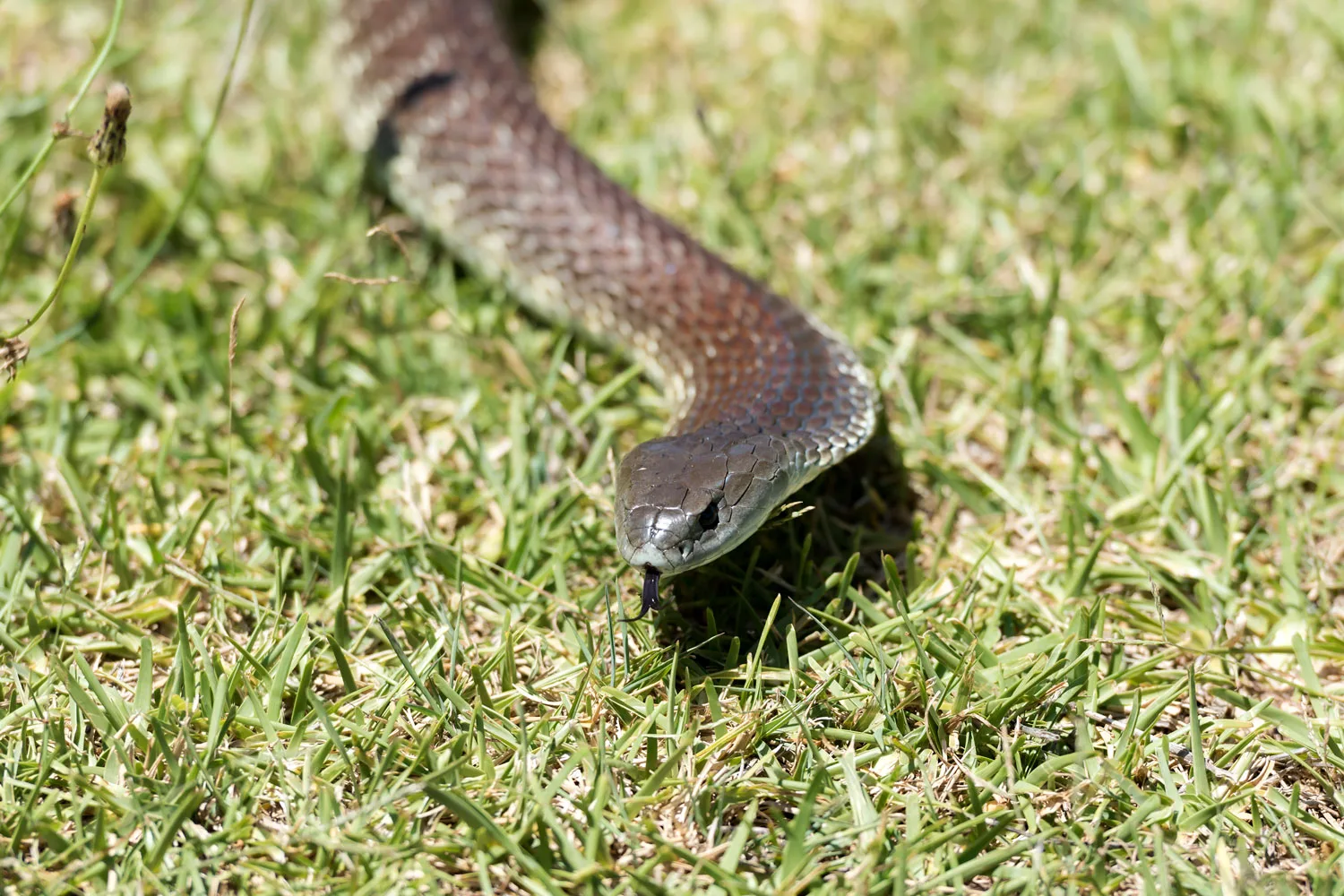 eastern tiger snake crawling on grass