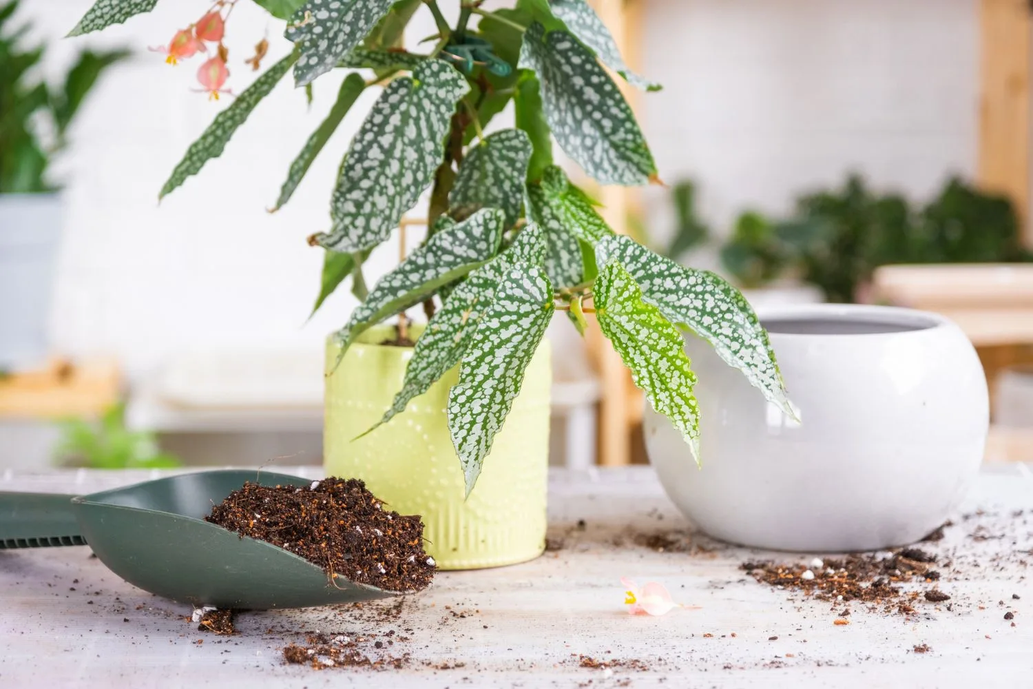 fertilising-indoor-plant