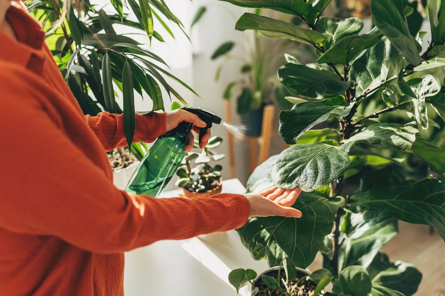spraying-indoor-plant