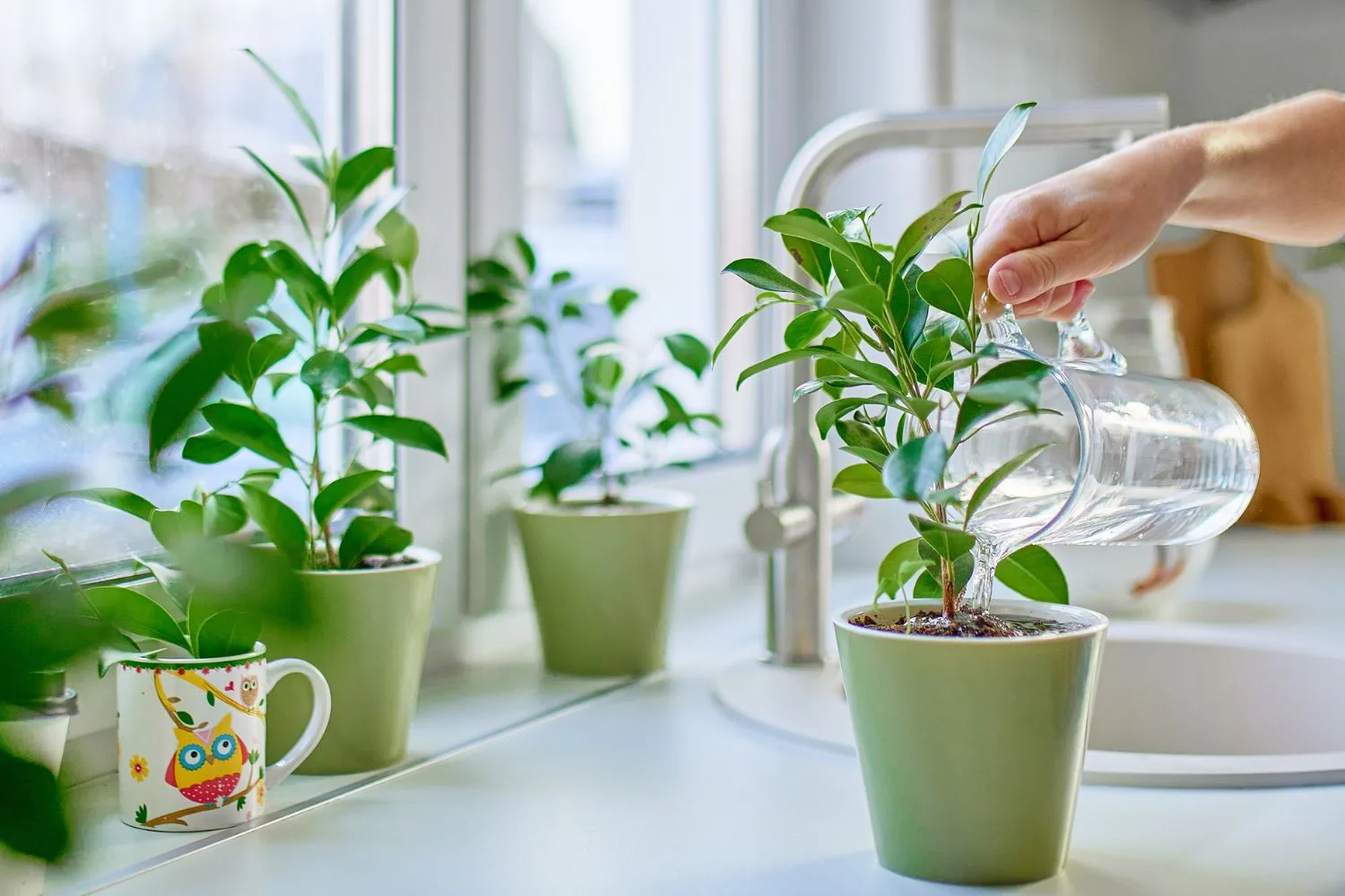 watering-indoor-plant
