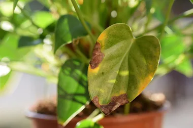 Why is my indoor plant turning brown? Here are three possible reasons