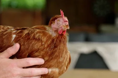 Dr Harry visits a chicken who is losing her feathers