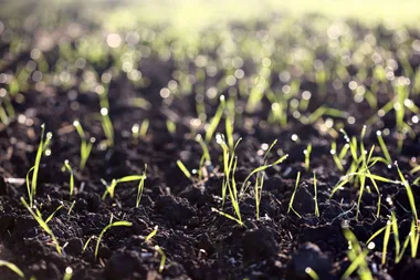 Seeded grass: the surprising money-saving tip to transform your lawn