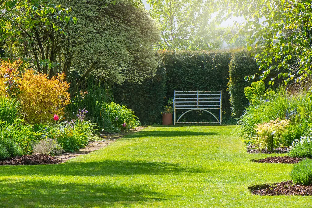 seeded grass in garden