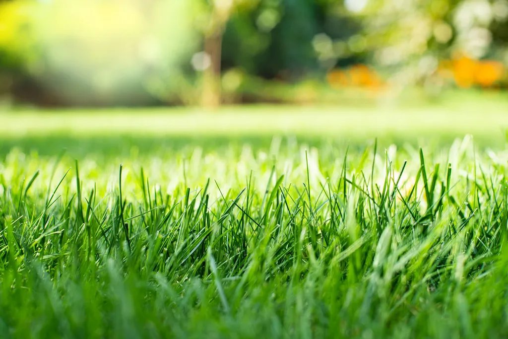 grass garden