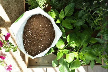 How to use potting mix safely to reduce the risk of Legionnaires disease