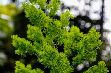 Asparagus fern: how to kill ‘one of the worst weeds in Australia’