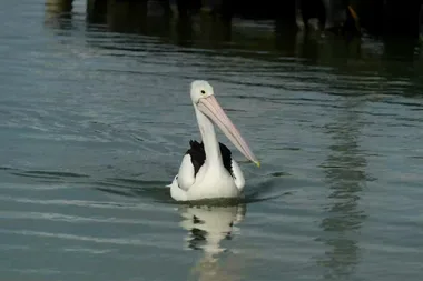 Dr Harry visits Marine Wildlife Rescue