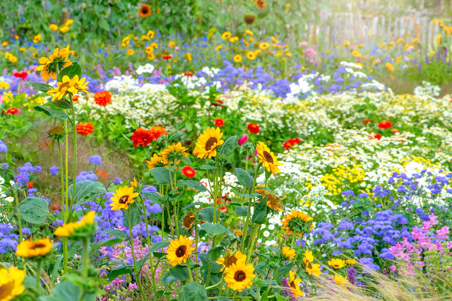 A meadow lawn can be colourful, attract bees and reduce the amount of mowing you need to do.