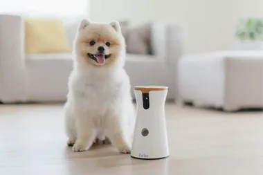 Forget doggy daycare: Keep an eye on your pet with these must-have cameras