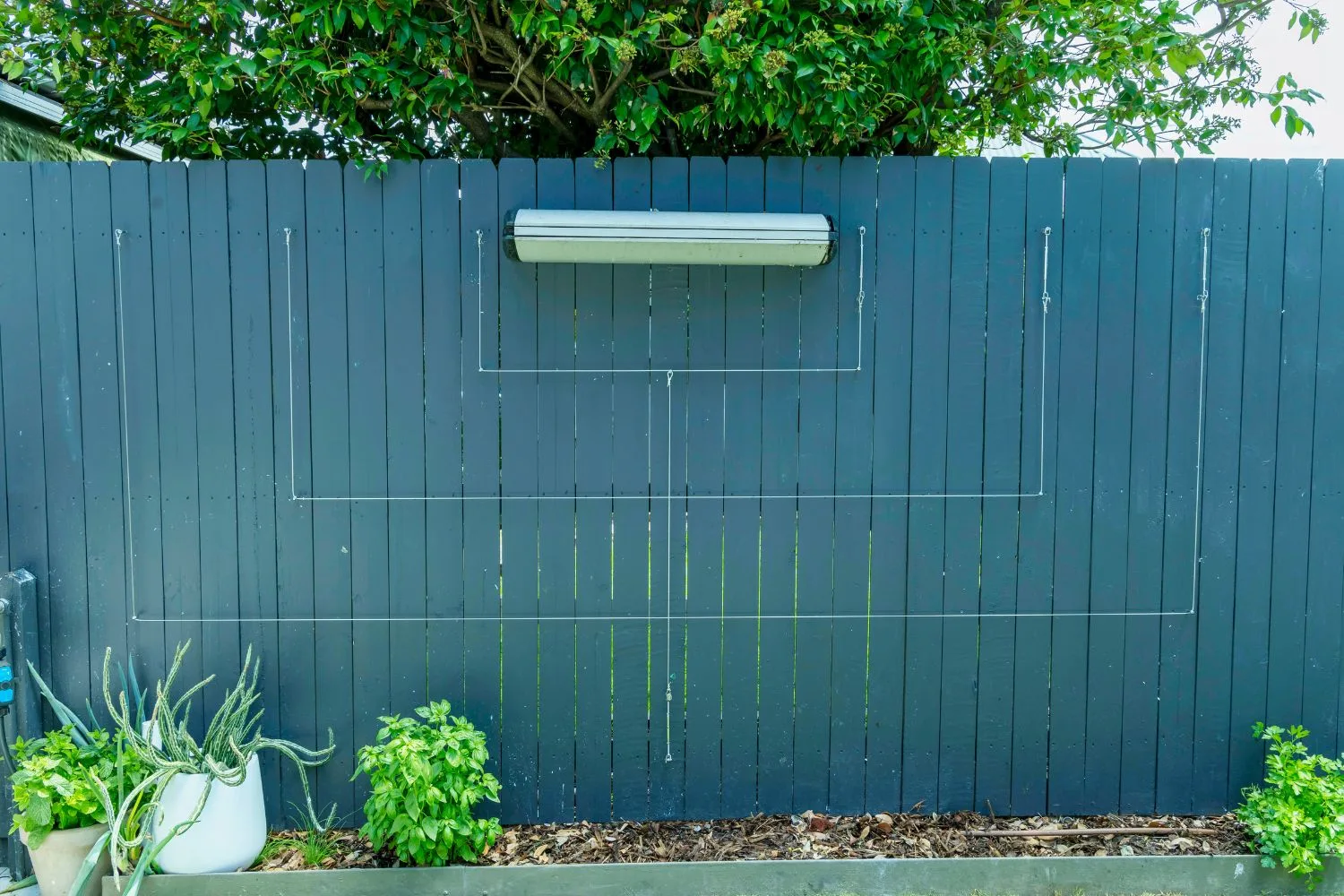 step-6-espalier