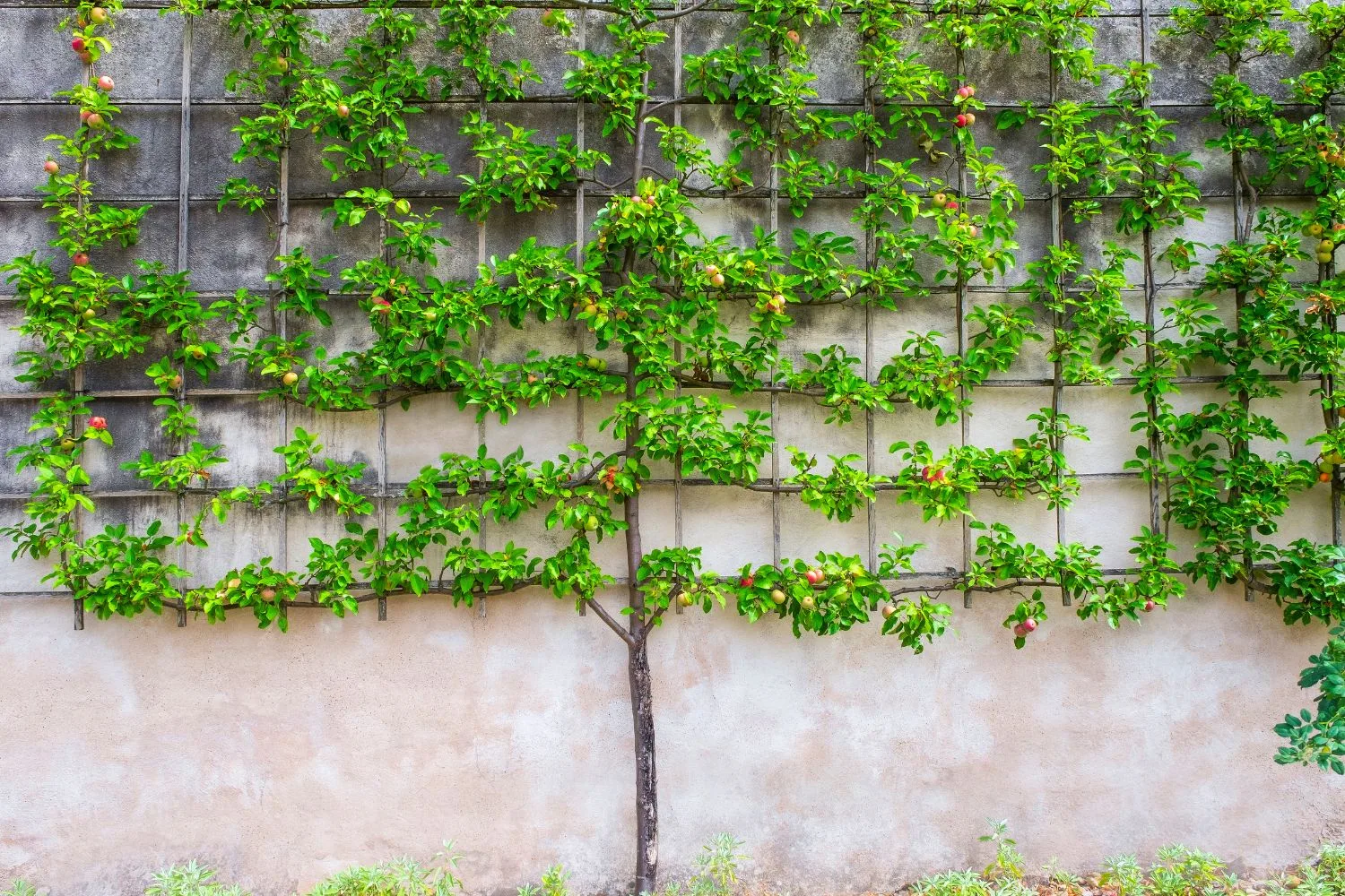 espalier-design