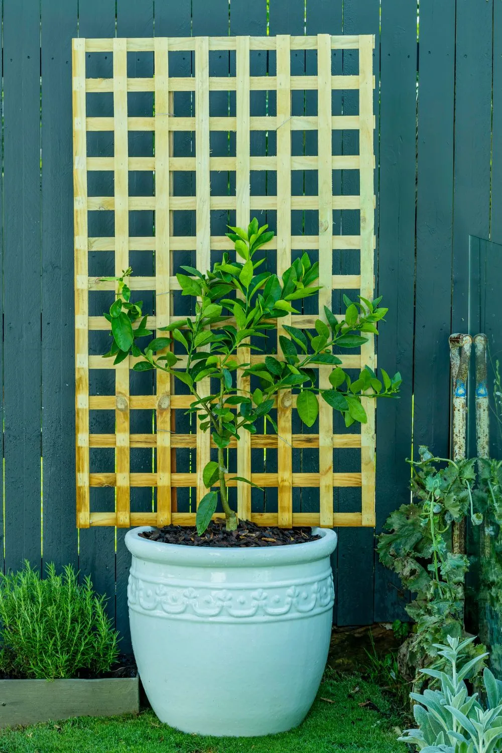 espalier-in-pot