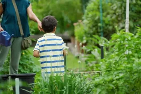 Graham visits Wentworthville Community Garden