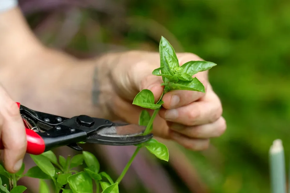 Pruning Tip: How To Grow Basil From Plant