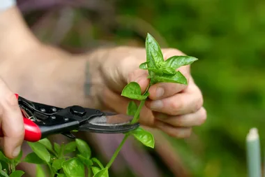 Growing basil? The ‘very specific spot’ you should be pruning the plant